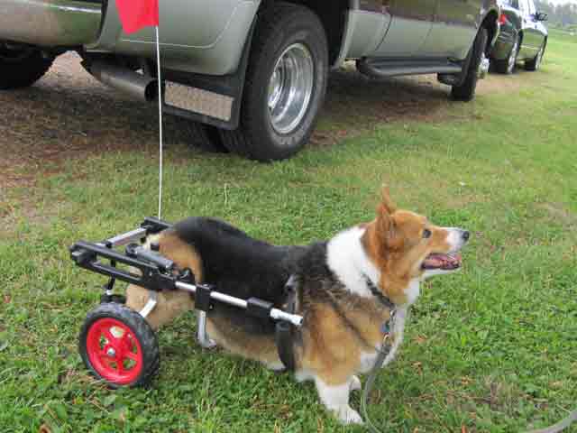 Adjustable K-9 Cart Dog wheelchair