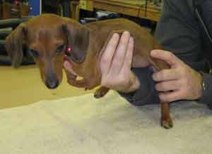 Dachshund without front legs