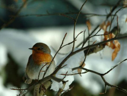 Robin-in-the-snow