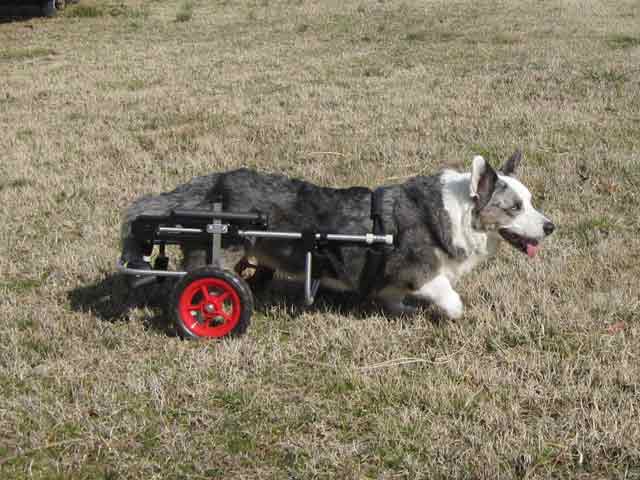 Gromit Corgi Dog Wheelchair