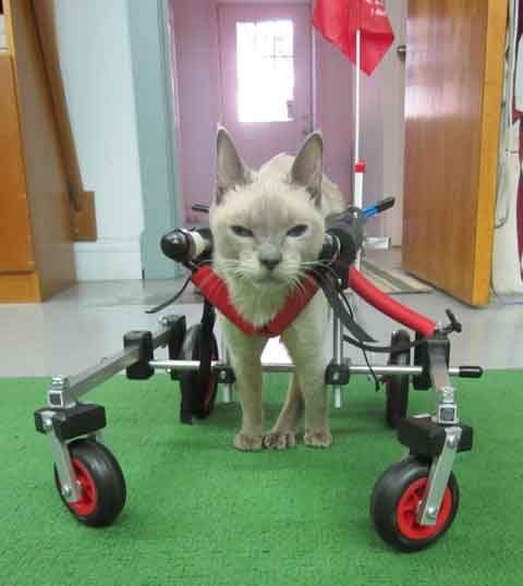 Cat wheelchair picture