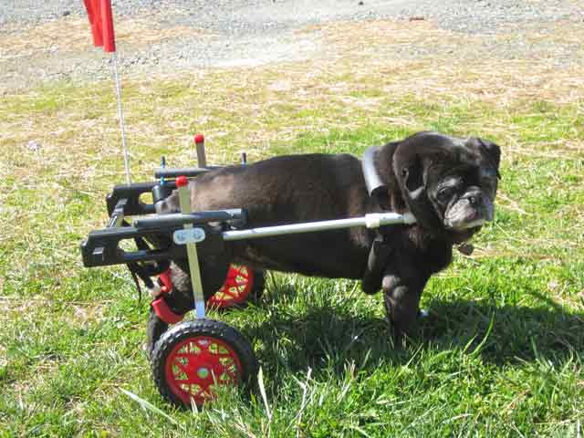 Circus Pug wheelchair