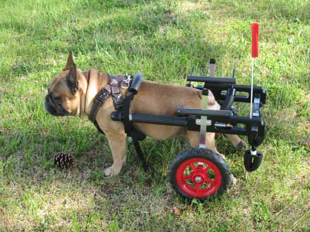 French Bulldog wheelchair