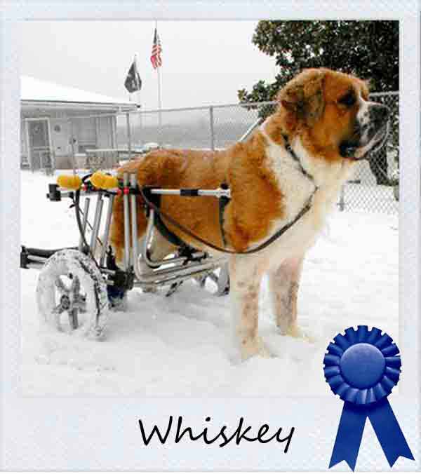 Whiskey wins photo contest