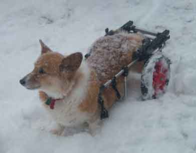 corgi snow picture