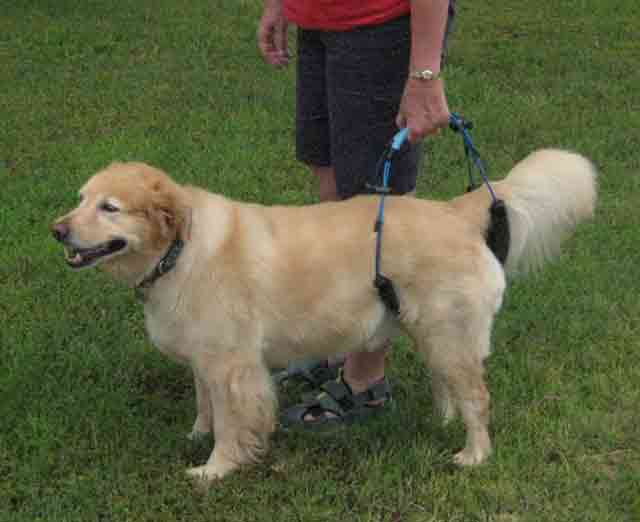 Dog in Handheld Harness