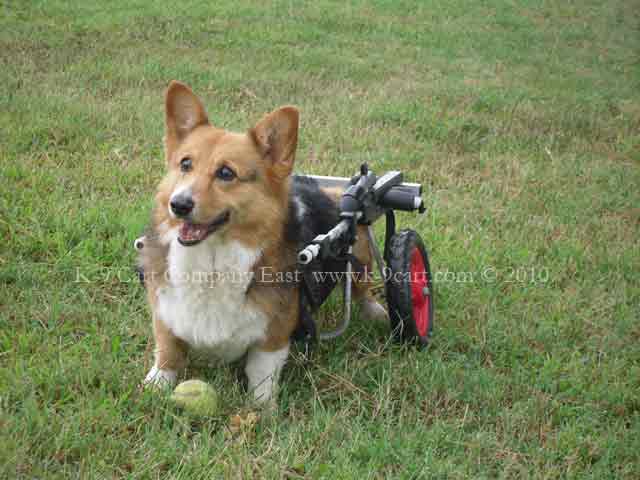 two wheel dog wheelchair