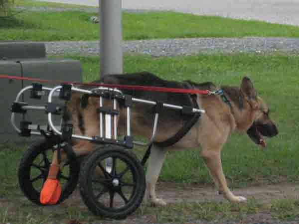 Shepherd in K-9 Cart Dog Wheelchair