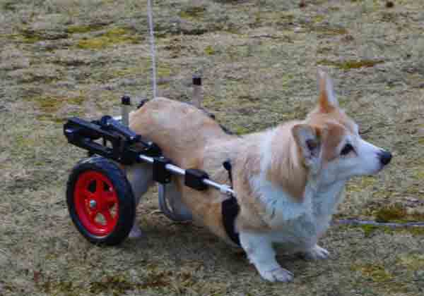 Bichon in Dog Wheelchair