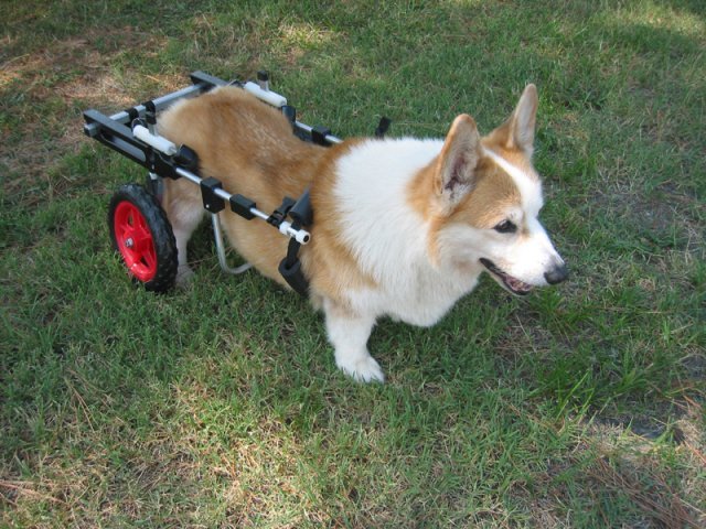 corgi1