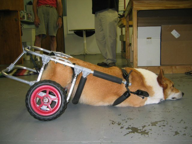 corgi_bow