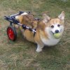 corgi_ball_crop