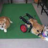 corgis_shop