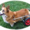 thorington_corgi