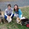 twocorgis_shepherd_tiff_kry
