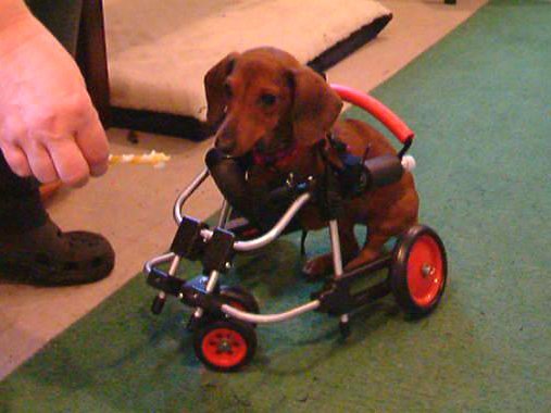 roo_dachshund_crop