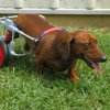 dachshund_tcart