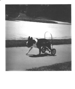 boston_terrier_1975