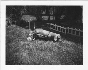 dachshund_bw_1975