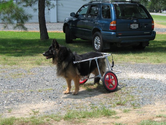 belgian_terv