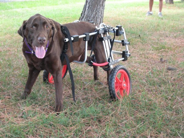 choc_lab