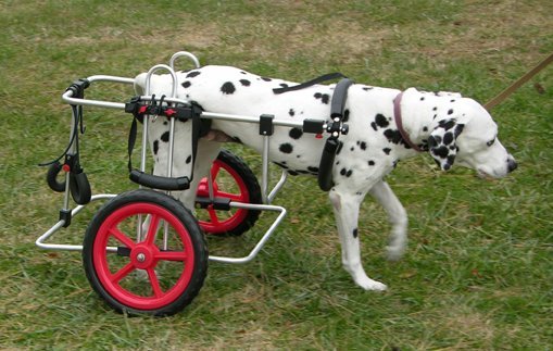 dalmation