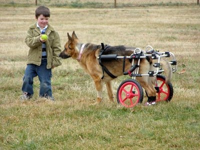 k9carts_shepherd_tristan