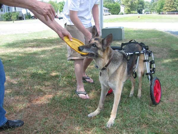 shepherd_frisbee_tug