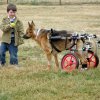 k9carts_shepherd_tristan