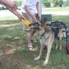 shepherd_frisbee_tug