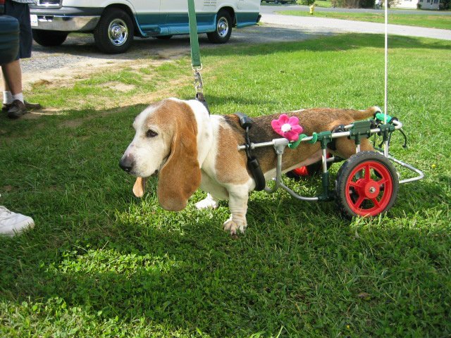 bassett_with_flag