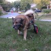 kelly_shepherd_elkhound_mix