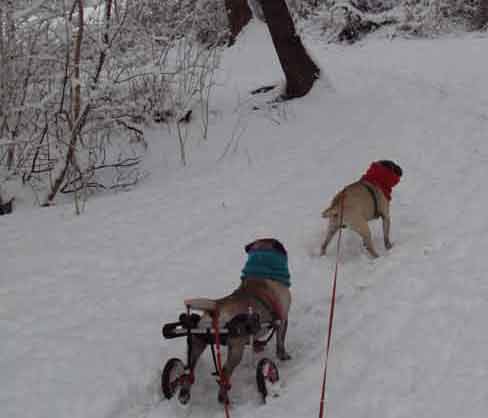 Pug in Dog Wheelchair