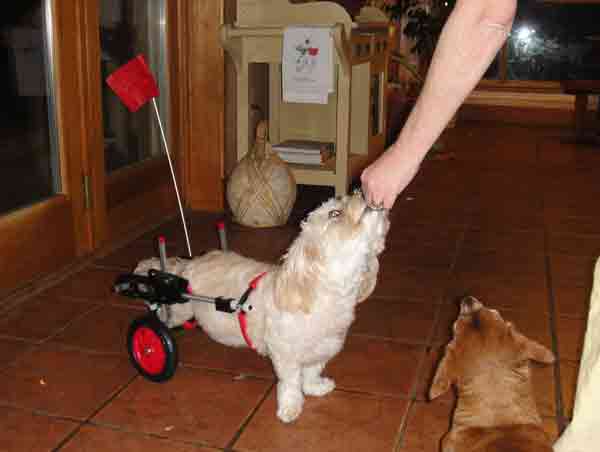 Mixed Breed in Dog Wheelchair