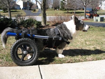 Corgi Walkin Wheels Dog Wheelchair