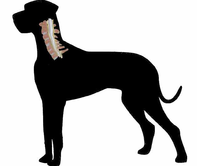 Great Dane Cervical Spine