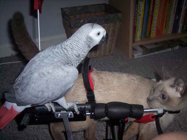 Bird riding on cat wheelchair