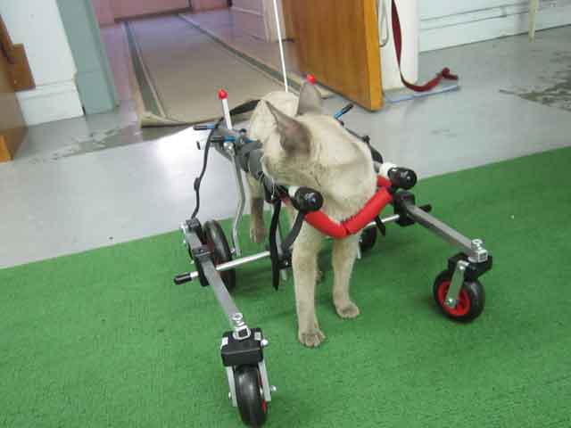 Cat in quad wheelchair