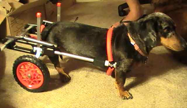 Dachshund Wheelchair Adjustments