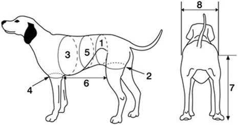 measuring your pet for a Walkabout Harness