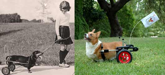 K9 Cart 45 years image