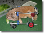 Bunny Cart 1