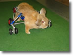 Bunny Cart 2