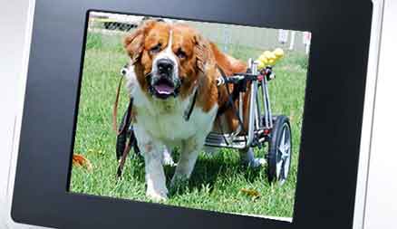 K-9 Cart Dog Wheelchairs