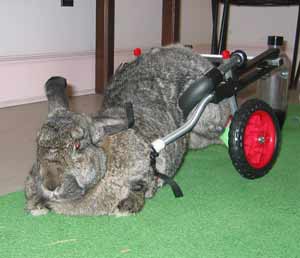 Rabbit in Cart