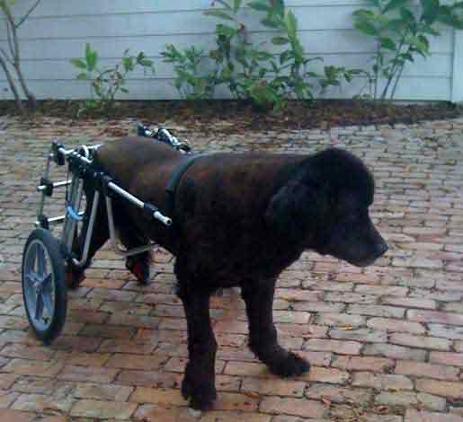 Newfie in dog wheelchair