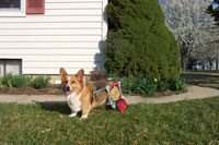 dog wheelchair for corgi