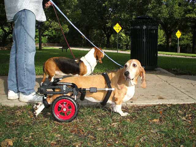 Basset in Dog Wheelchair