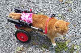 Cat in pet wheelchair