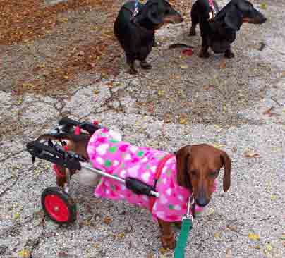 Dachshund in Dog Wheelchair